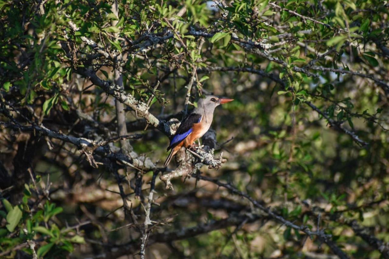 African Spirit Game Lodge Mkuze エクステリア 写真