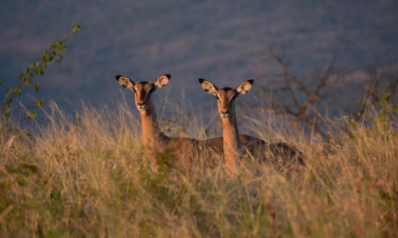 African Spirit Game Lodge Mkuze エクステリア 写真