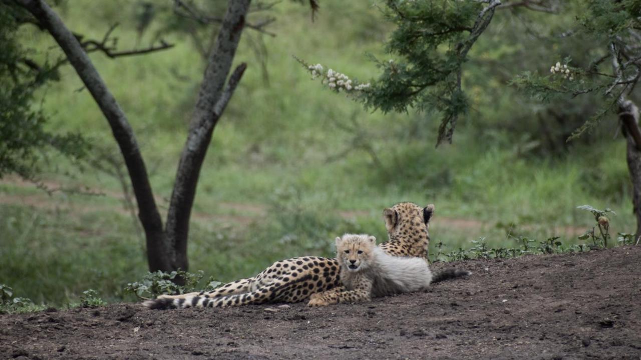 African Spirit Game Lodge Mkuze エクステリア 写真